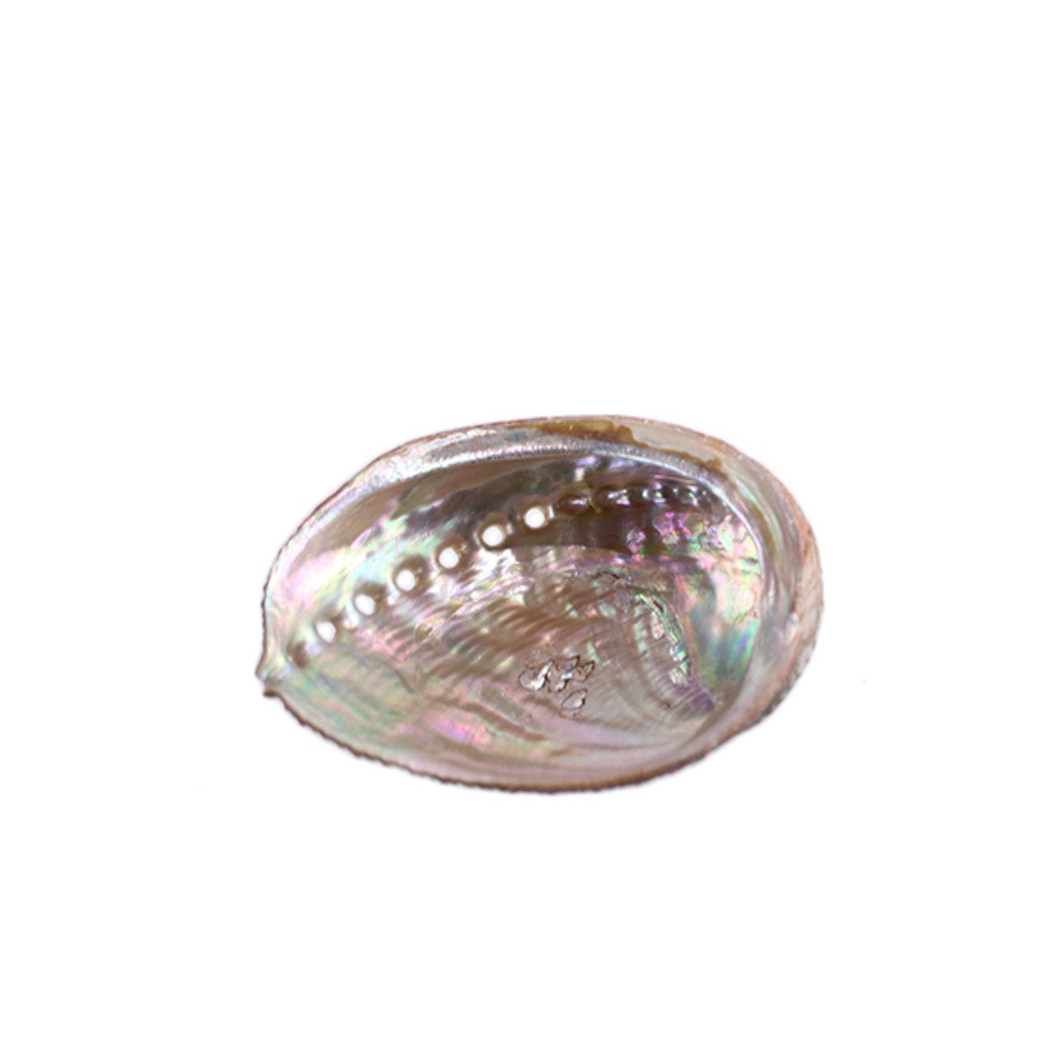 SMALL ABALONE SHELL - Energy Wicks