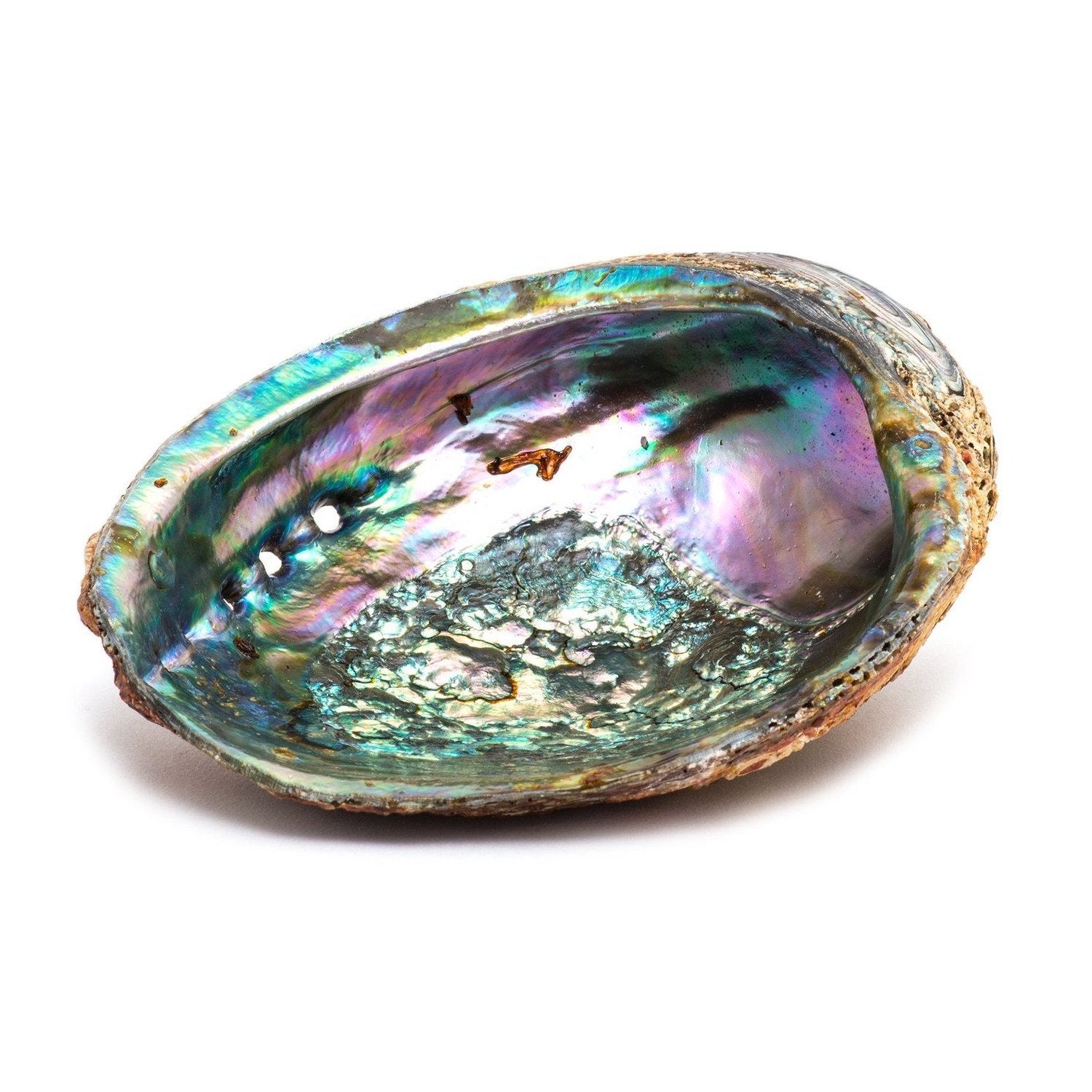 LARGE ABALONE SHELL - Energy Wicks